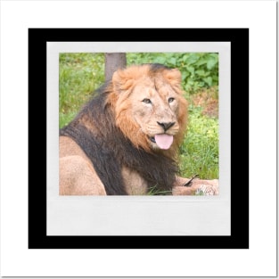 LION Cute Lion With Tonge Out Jungle Nature Cats & Kittens Picture Posters and Art